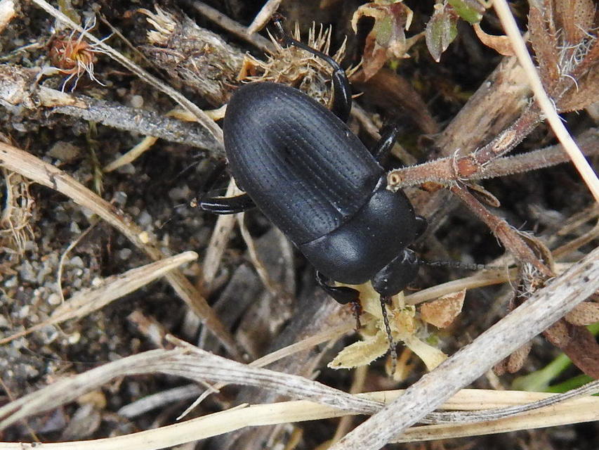 Pedinus femoralis - gyökérrágó gyászbogár