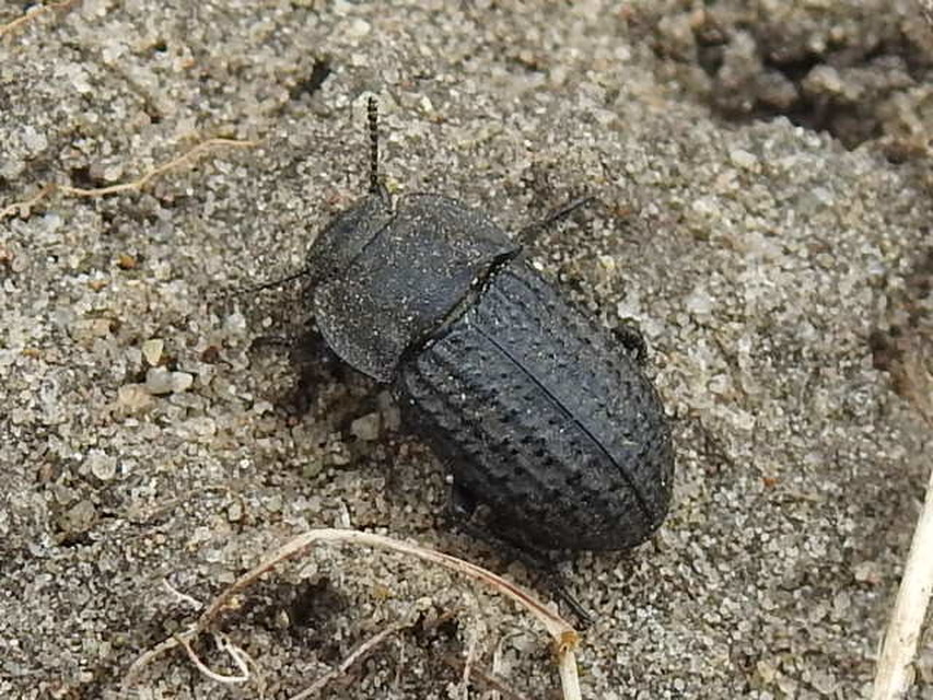 Opatrum sabulosum - sároshátú gyászbogár