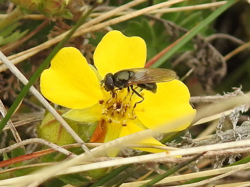 Cheilosia