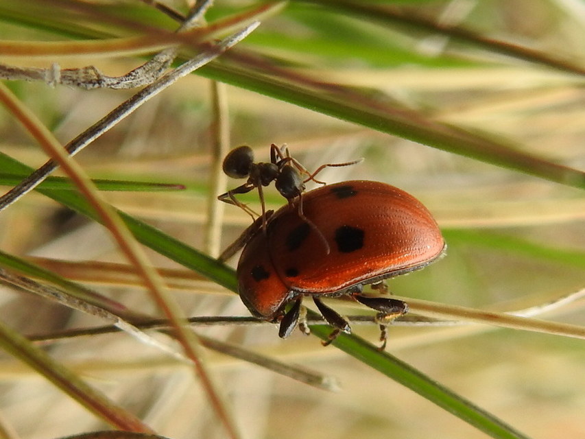 Gonioctena fornicata - közönséges lucernabogár