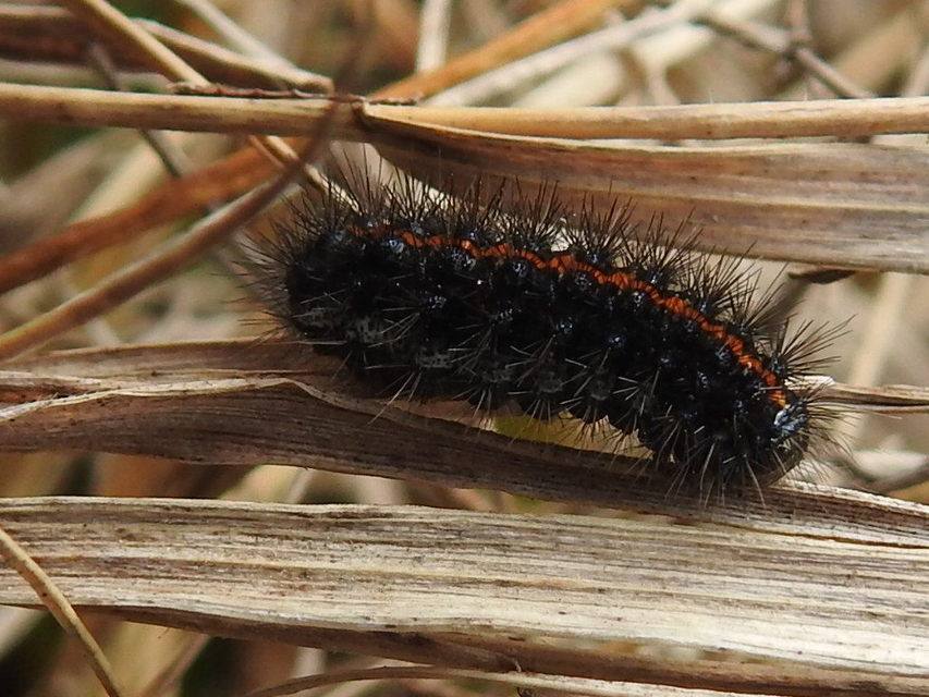 Spiris striata - csíkos molyszövő