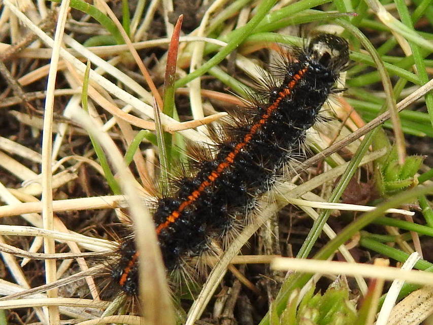 Spiris striata - csíkos molyszövő
