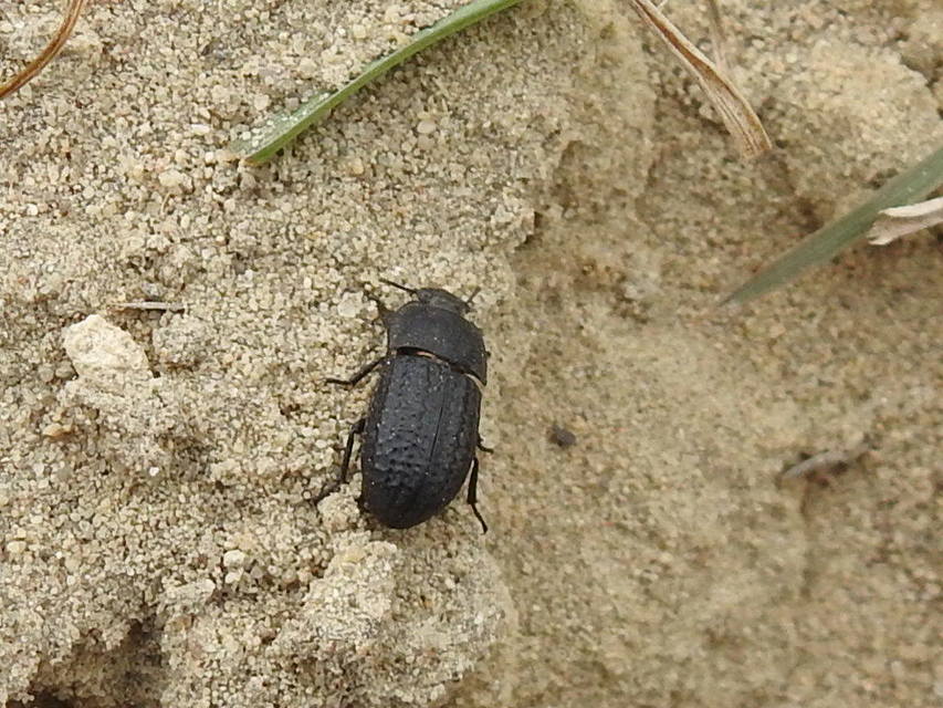 Opatrum sabulosum - sároshátú gyászbogár