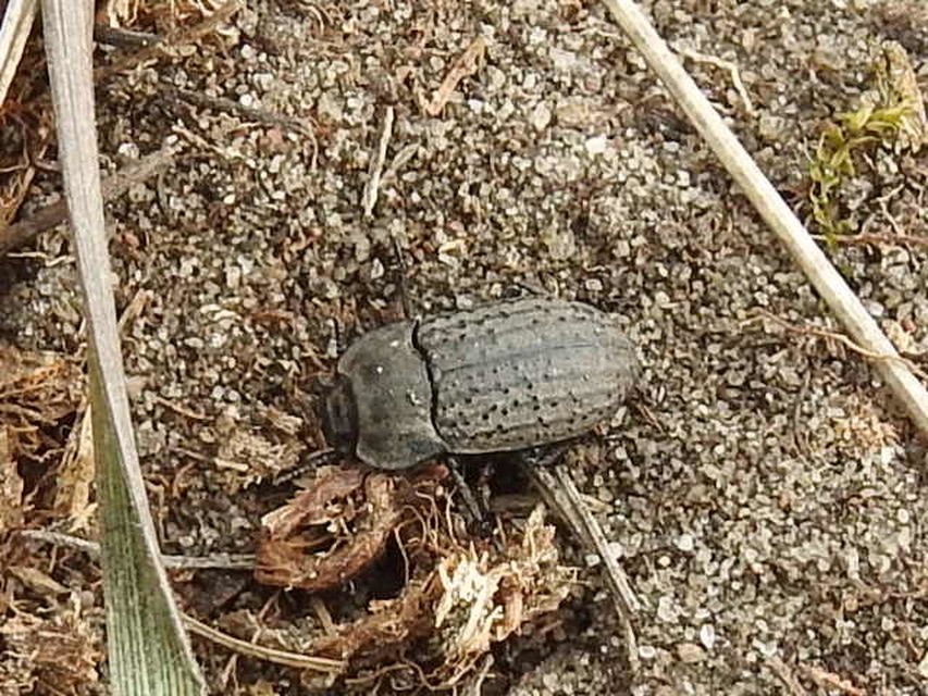 Opatrum sabulosum - sároshátú gyászbogár