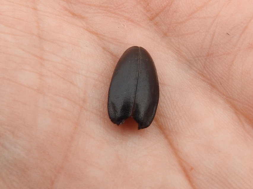 Dorcadion aethiops - fekete gyalogcincér