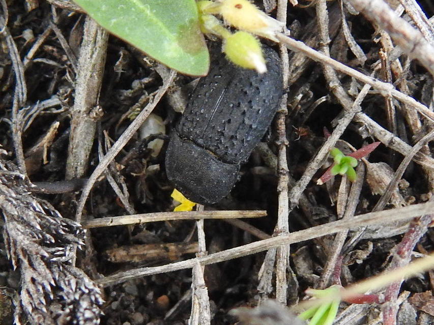 Opatrum sabulosum - sároshátú gyászbogár
