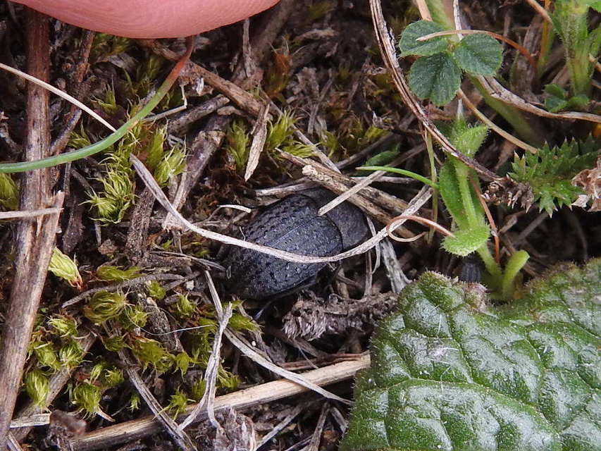 Opatrum sabulosum - sároshátú gyászbogár
