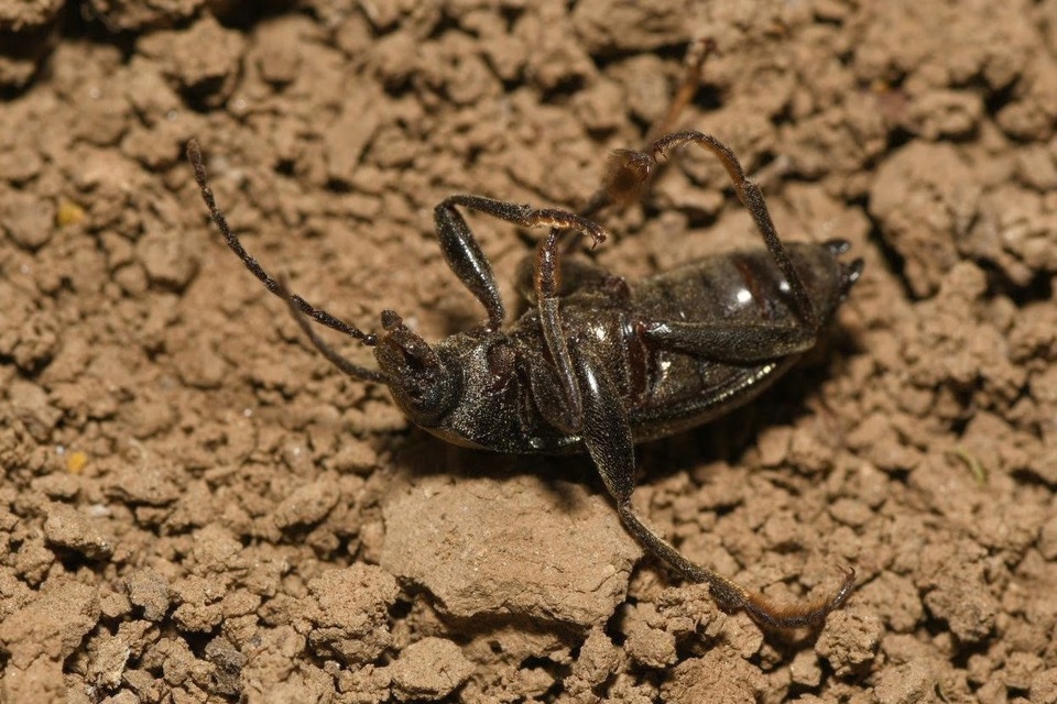 Stenomax aeneus - bronzos gyászbogár
