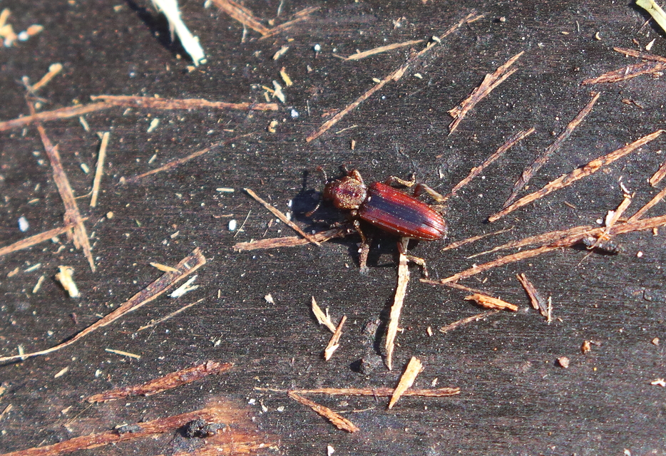 Bothrideres bipunctatus - szívnyakú humuszbogár