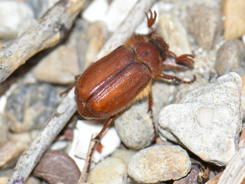 Holochelus aequinoctialis - tavaszeleji cserebogár