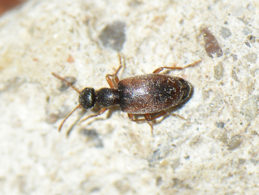 Anthicus flavipes - sárgalábú fürgebogár