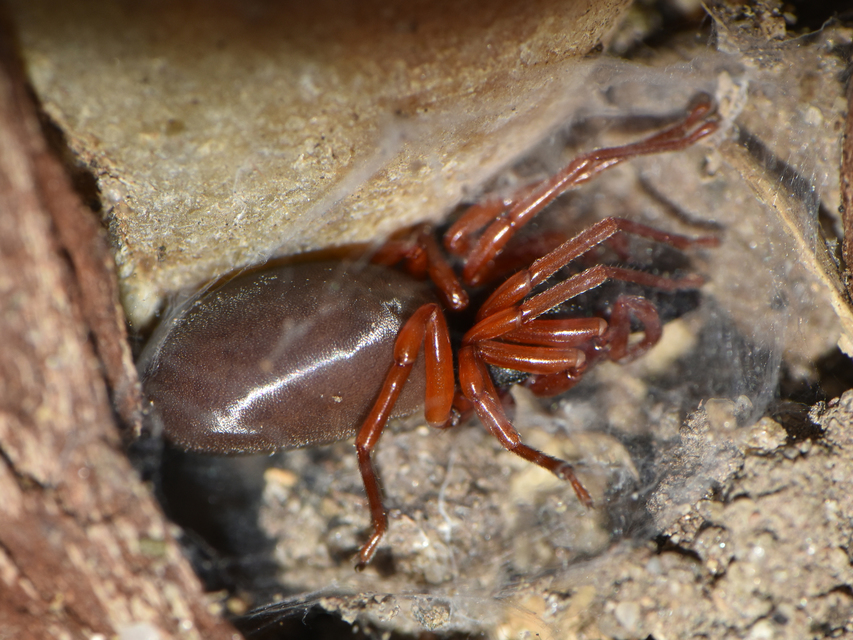 Dysderidae - fojtópókok