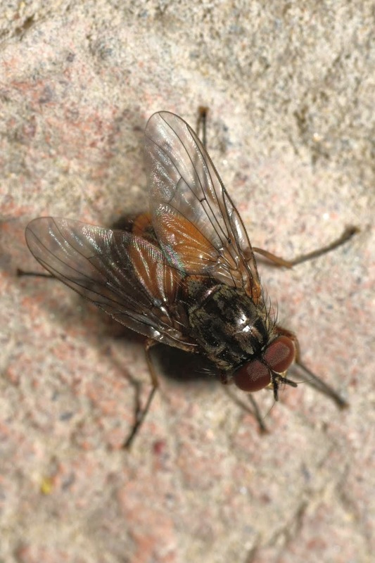 Phaonia subventa