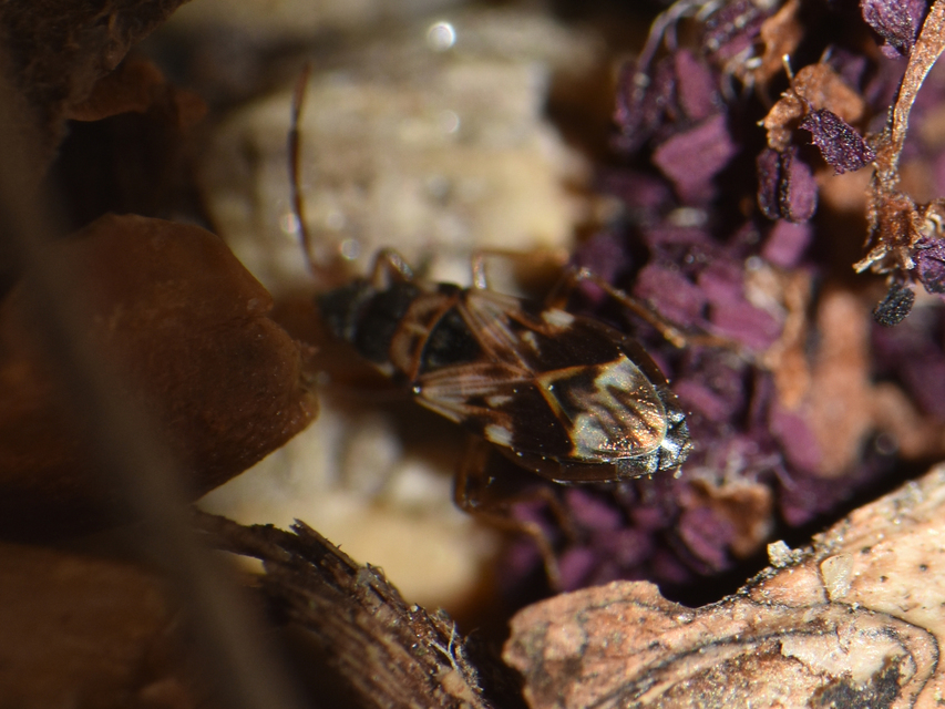 Scolopostethus Scolopostethus