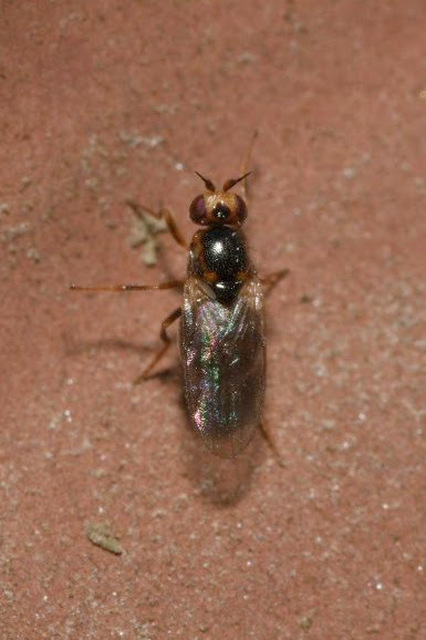 Chloropidae - gabonalegyek