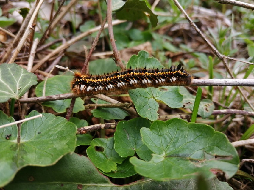 Euthrix potatoria - szomjas pohók