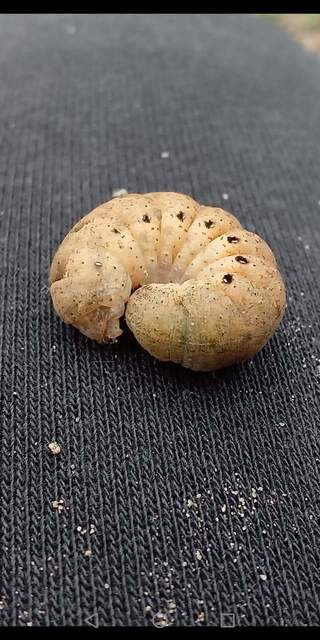 Noctua fimbriata - szélessávú sárgafűbagoly