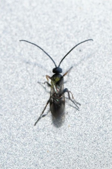 Braconidae - gyilkosfürkészek