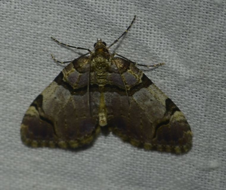 Anticlea derivata - vadrózsa-tarkaaraszoló