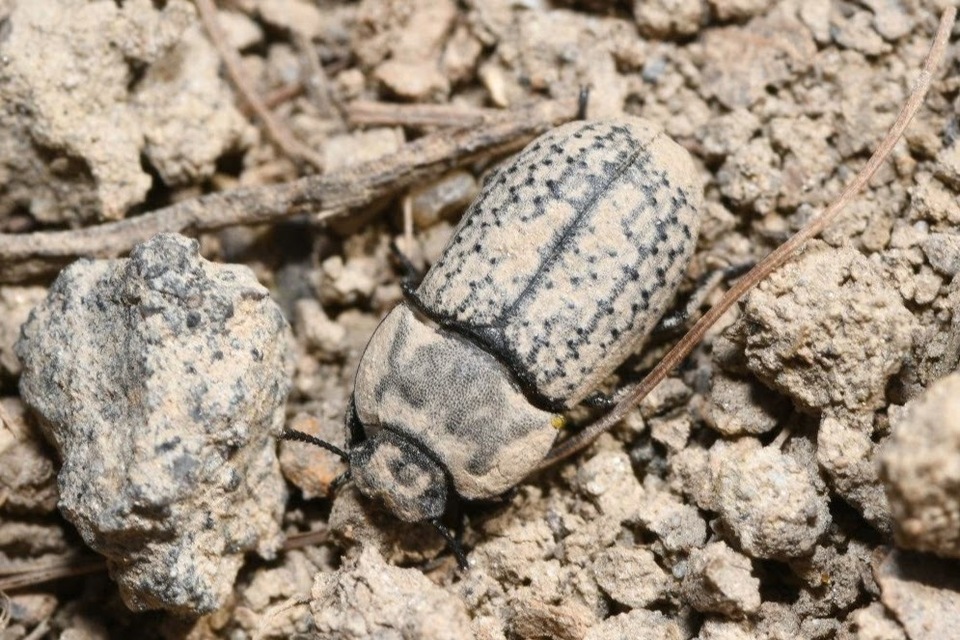 Opatrum sabulosum - sároshátú gyászbogár