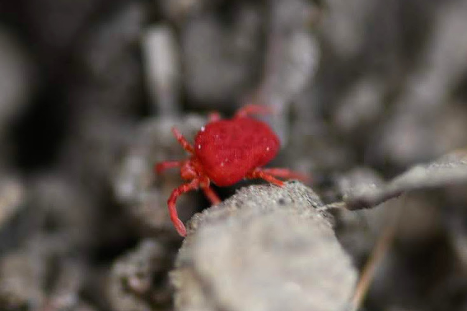 Trombidiidae