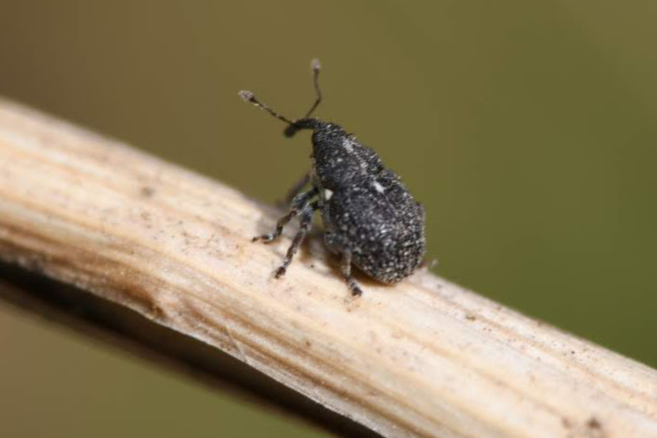 Glocianus pilosellus - szőrös gömbdedormányos