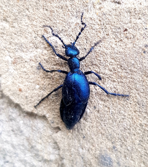 Meloe violaceus - kék nünüke