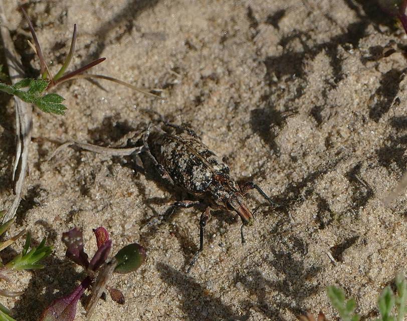 Coniocleonus turbatus - homoki barkó