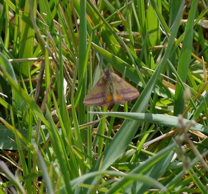 Lythria cruentaria - bíborcsíkos araszoló