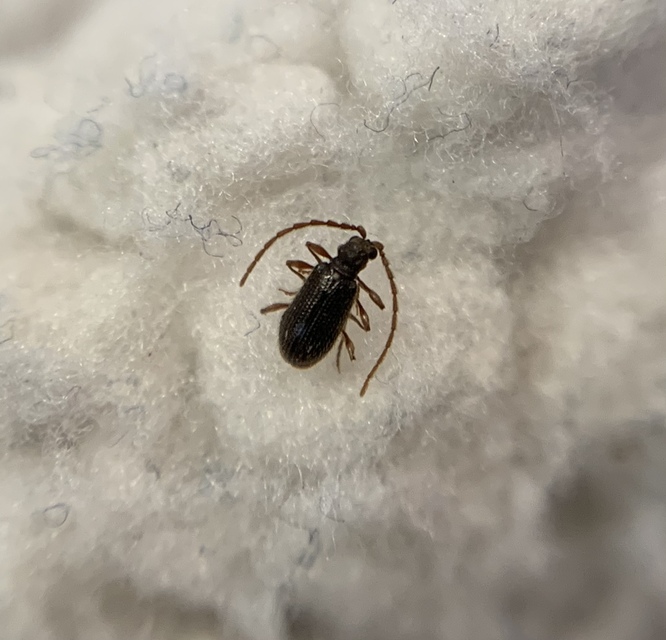 Ptinus pilosus - sarkantyús tolvajbogár