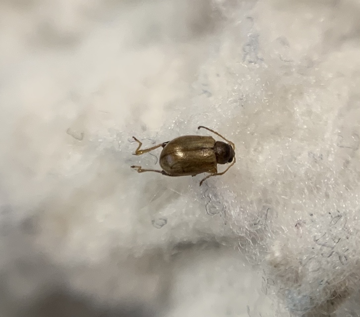 Longitarsus ballotae
