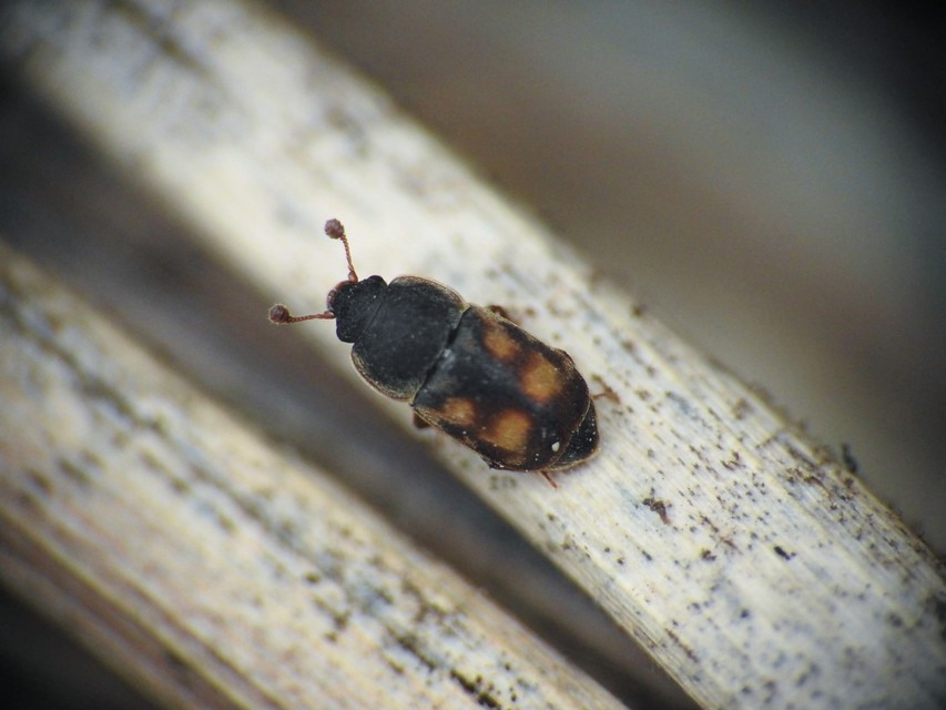 Nitidula carnaria - húsevő dögészfénybogár