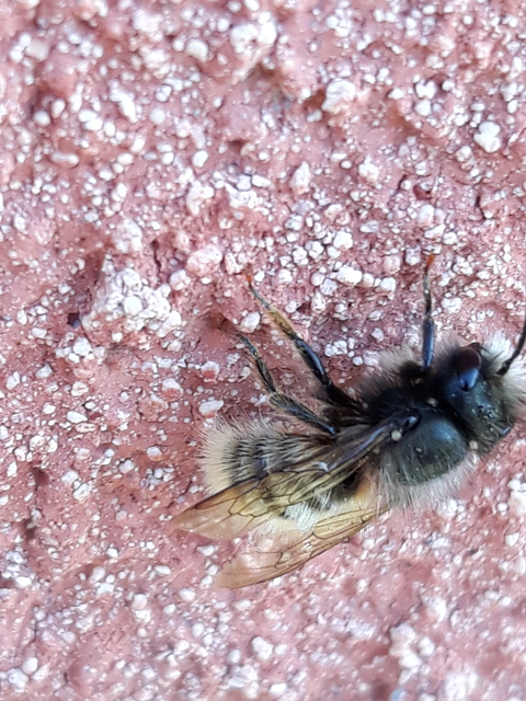 Osmia cornuta - szarvas faliméh
