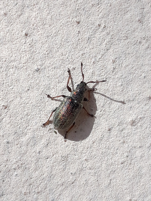 Phyllobius pyri - gyümölcsfa-levélormányos