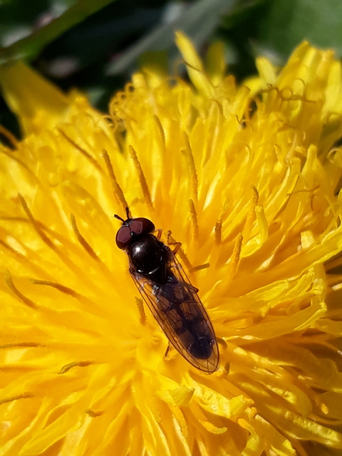 Melanostoma