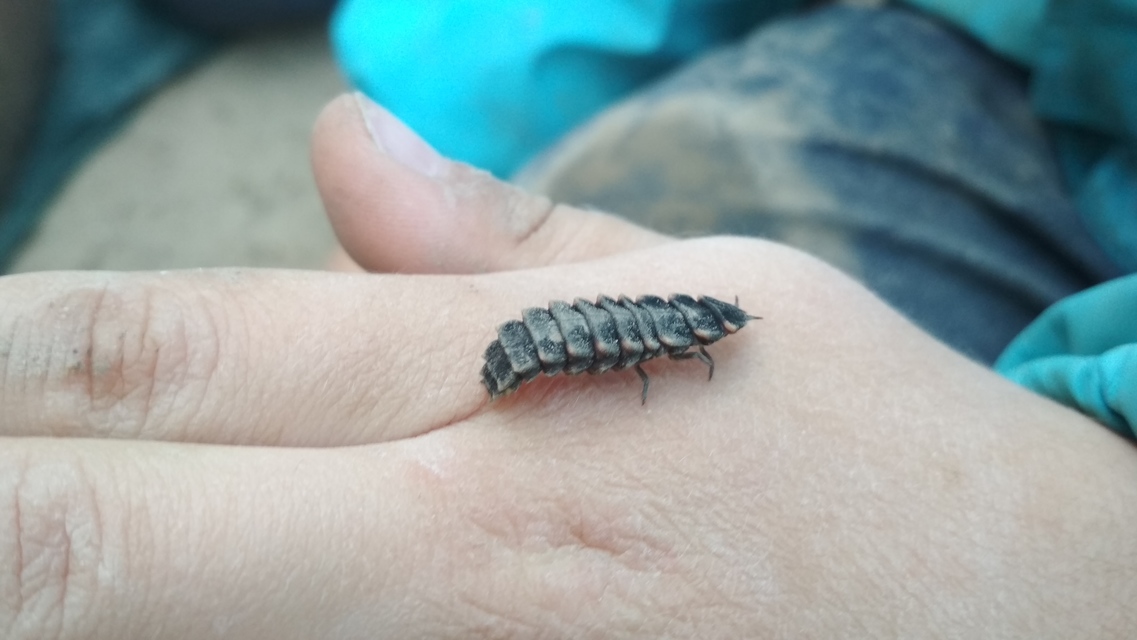 Lampyris noctiluca - nagy szentjánosbogár