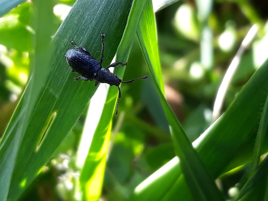 Phyllobius pyri - gyümölcsfa-levélormányos
