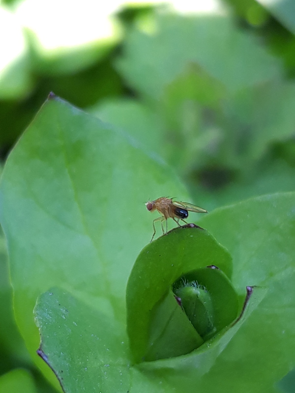 Lordiphosa