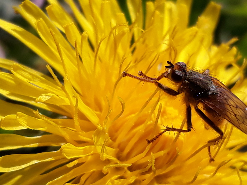 Scathophaga stercoraria - közönséges trágyalégy