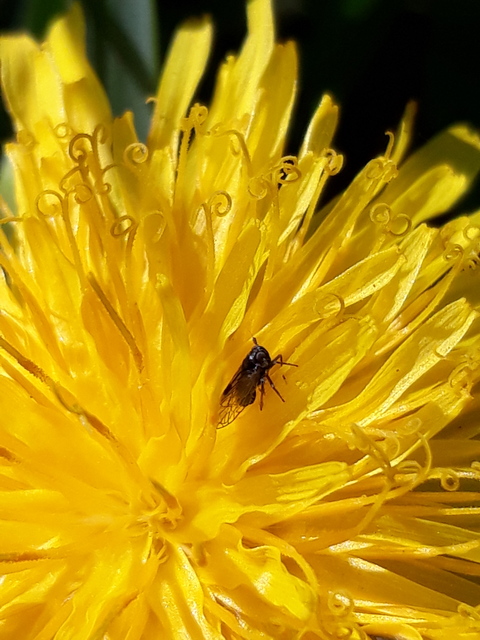 Delphacidae - sarkantyús kabócák