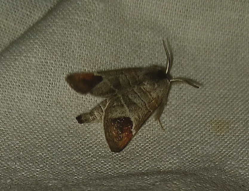 Clostera curtula - rövidszárnyú levélszövő