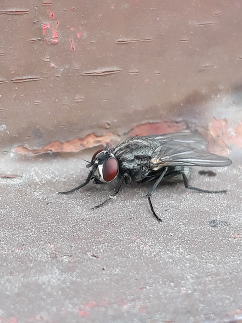 Myospila