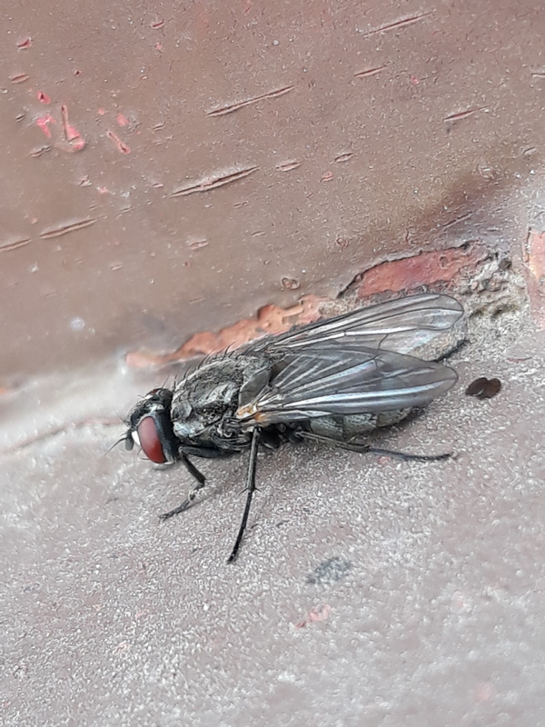 Myospila