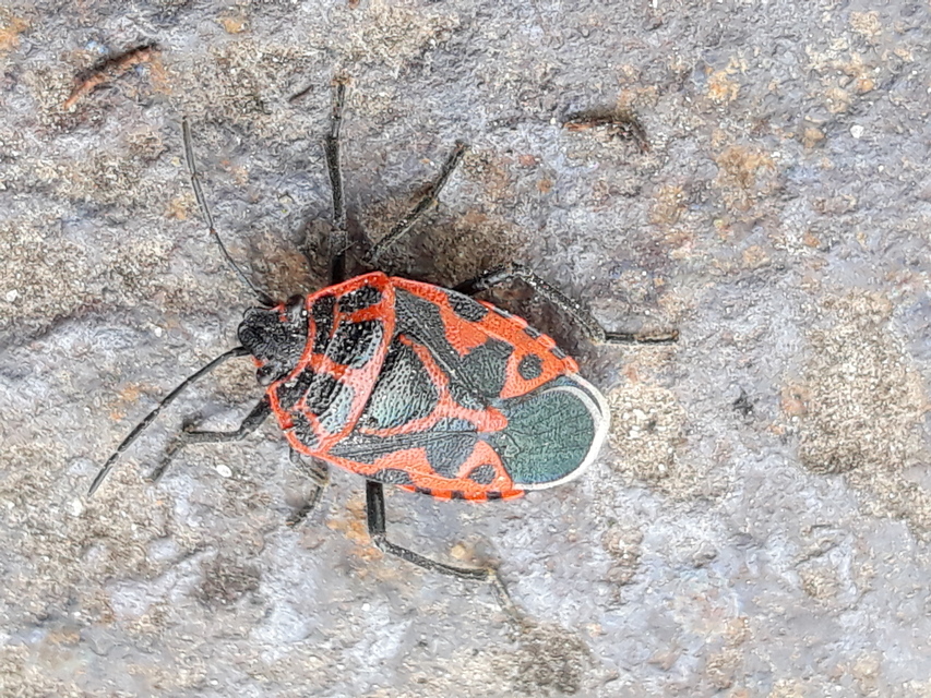 Eurydema ventralis - káposztapoloska