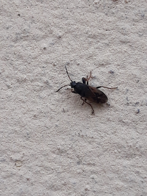 Megalonotus