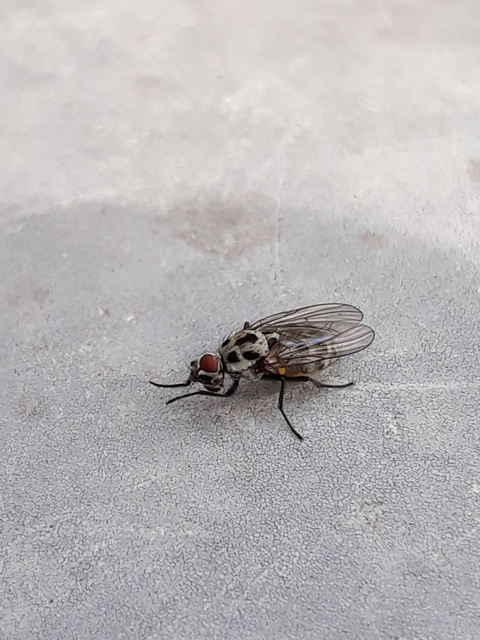 Anthomyia pluvialis