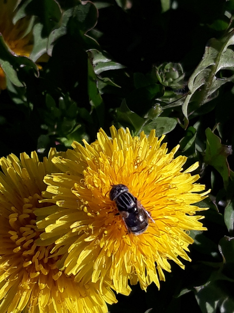 Eristalinus aeneus - bronzos foltosszeműlégy