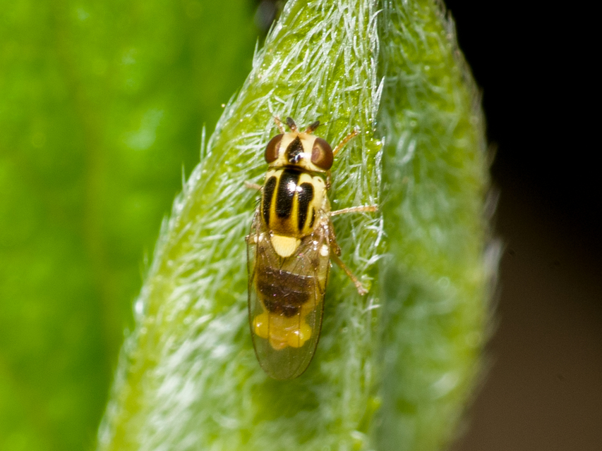 Thaumatomyia notata