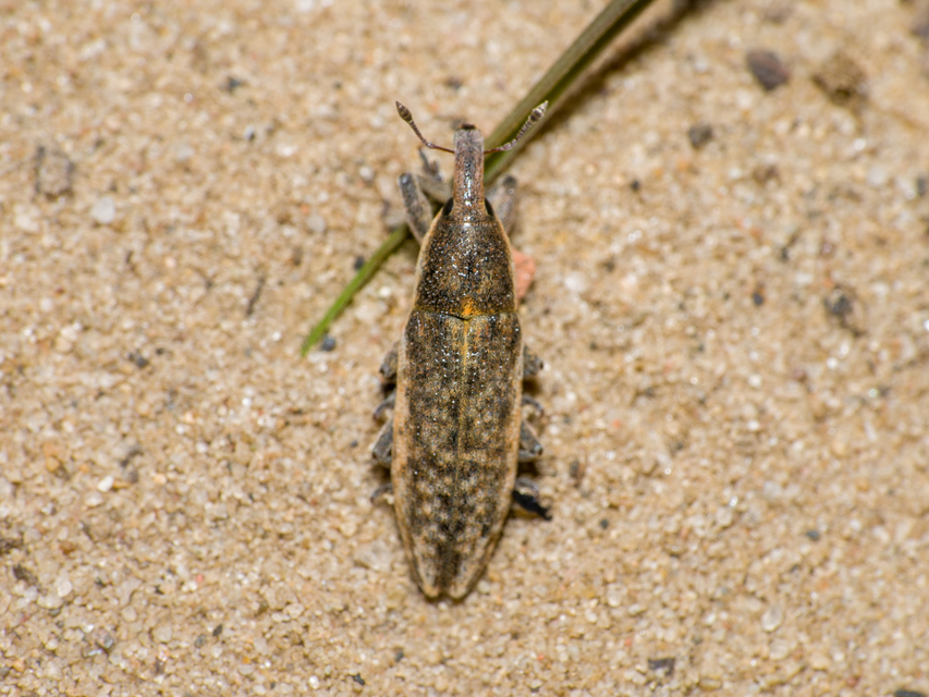 Lixus subtilis - disznóparéj-dudvabarkó