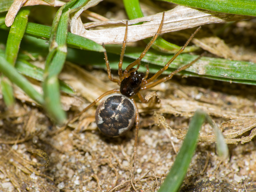 Pachygnatha degeeri/clercki